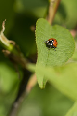 The ladybug on the leaf. 