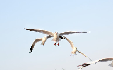 flying seagulls in the sky.