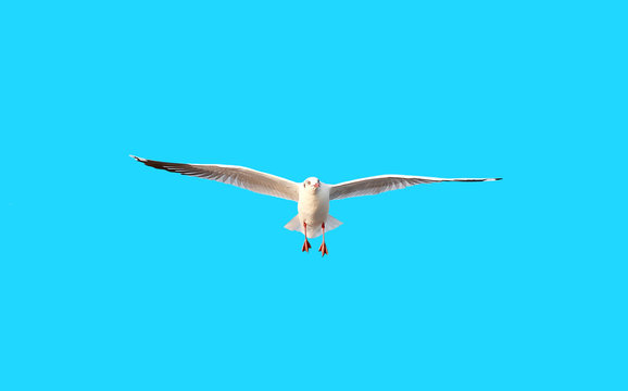A seagull flying on blue sky background.