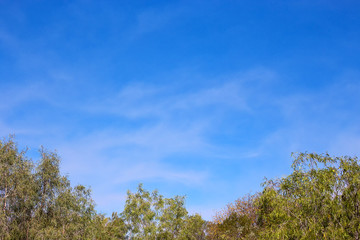Obraz premium whispy clouds over Australian bush