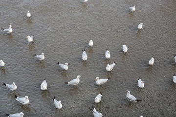 Seagulls Bird Seagull seaside animal nature fly mangrove forest the beach evening near dark Birds lot birds stand.