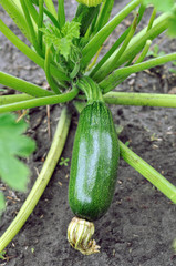 close-up of growing zucchini in the vegetable garden