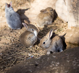 Hares on the ground in the wild