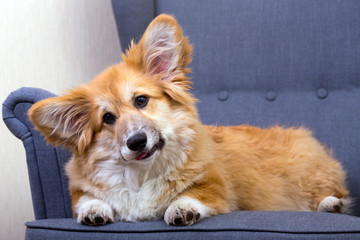 corgi lying on a chair