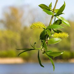Naklejka premium Krucha wierzba, Salix fragilis, kwitnąć wiosną na tle bokeh, selektywna ostrość, płytkie DOF