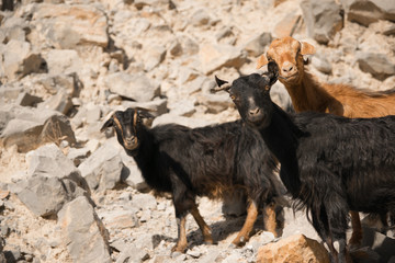 Montain Goats