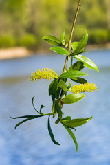 Fototapeta premium Brittle willow, Salix fragilis, blossom in spring with bokeh background, selective focus, shallow DOF