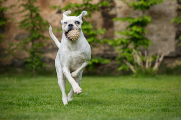 Fototapeta premium White german boxer jumping with a ball in mouth/beautiful and unique dog/czech republic in europe