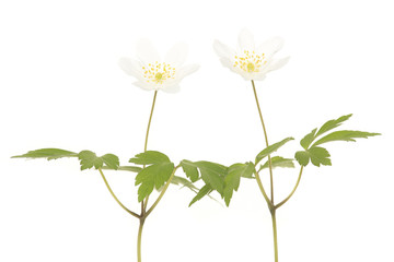 Two blooming white wood anemone isolated on a white background