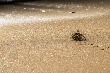 Crab Walk
