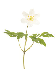 Naklejka na ściany i meble Single blooming white wood anemone isolated on a white background