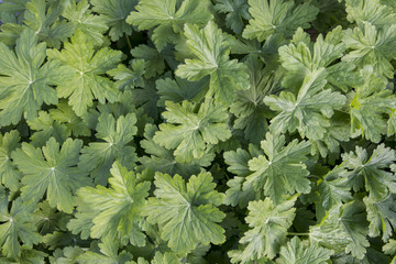 Green leaves of cranesbill, rock crane's-bill, bigroot geranium, Bulgarian geranium (Geranium macrorrhizum) in spring