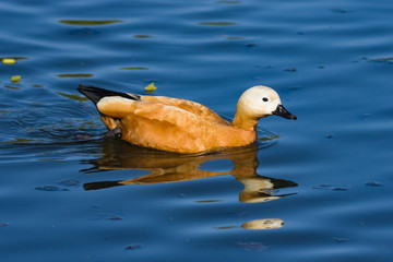 Male Ruddy shelduck Tadorna ferruginea swimming close-up portrait, selective focus, shallow DOF