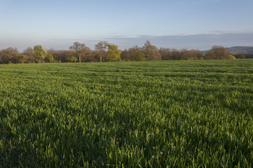 green agricultural wheat field in spring. Countryside landscape.