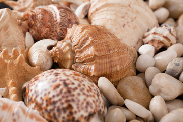 Seashells and pebbles background, natural seashore stones