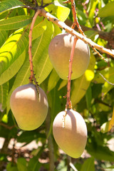 Mangoes on tree near Mareeba