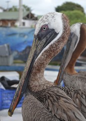 Pelicans at Puerto Ayora fish market, on Isla Santa Cruz, Galapagos Islands.