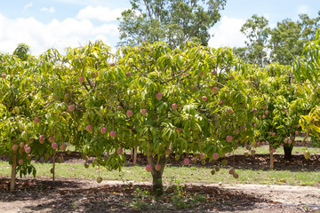 Mango farm near Mareeba on the Atherton Tableland
