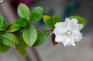 Big white flower