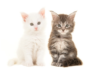 Cute tabby and white main coon baby cats sitting and looking at the camera isolated on a white background