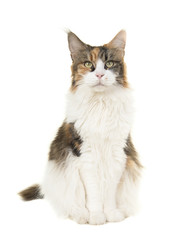 Pretty sitting female adult main coon cat seen from the front looking at the camera on a white background