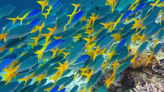 School of yellow tail fusilier, Caesio cuning, moving along the coral riff , Raja Ampat, Indonesia