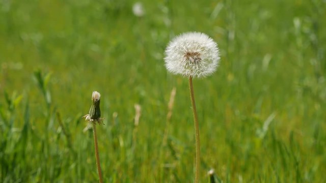 Dandelion swaying in wind close-up