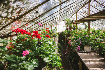 Multicolored beautiful flowers in a greenhouse.