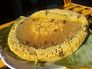 Yellow honeycomb and bee , turbid honeycomb
