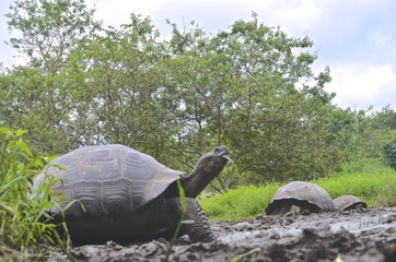 Naklejka premium Galapagos Giant Tortoise at the El Chato / Los Primativos ranch on Santa Cruz, Galapagos Islands