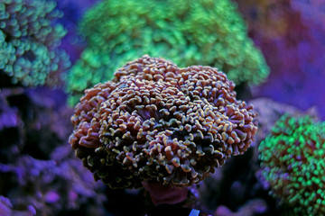 Fototapeta premium Euphyllia lps garden corals 