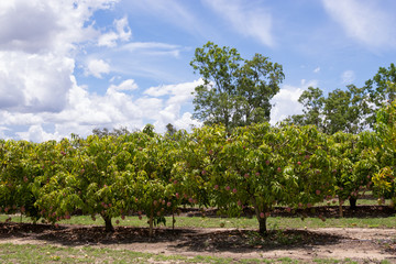Tropical Mango farm near Mareeba