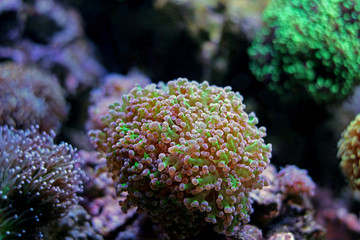 Naklejka na ściany i meble Euphyllia LPS Coral