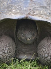 Galapagos Giant Tortoise at the El Chato / Los Primativos ranch on Santa Cruz, Galapagos Islands