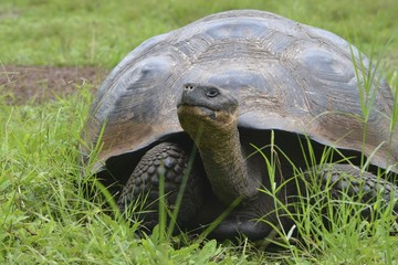 Obraz premium Galapagos Giant Tortoise at the El Chato / Los Primativos ranch on Santa Cruz, Galapagos Islands