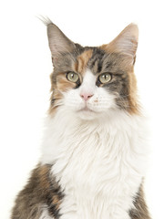 Tortoiseshell main coon cat portrait on a white background glancing away