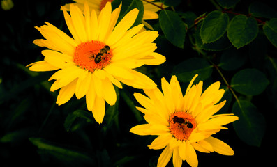 Yellow Flower
