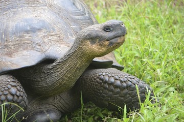 Galapagos Giant Tortoise at the El Chato / Los Primativos ranch on Santa Cruz, Galapagos Islands