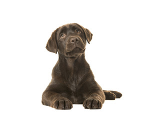 4 months old brown labrador retriever puppy lying down seen from the front, with its paws in front of her and looking up isolated on a white background