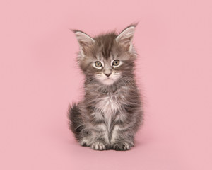 Cute tabby main coon baby cat sitting on a pink background