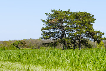 Trees in a meadow