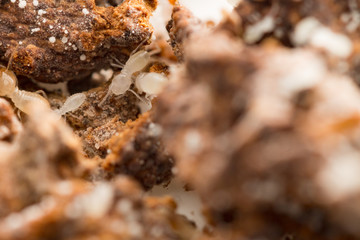 termites damage home, macro close up termites in anthill