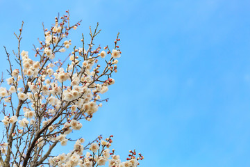梅の花