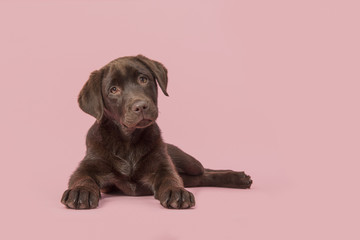 Four months old brown labrador retriever puppy lying down seen from the front  looking at the...