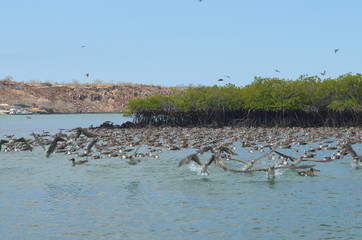 Flocks of Blue footed Booby's dive for fish in the Ithabaca Canal, off Isla Santa Cruz in the Galapagos Islands