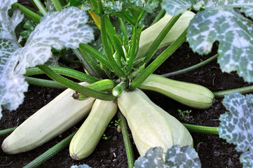 close-up of growing vegetable marrow in the vegetable garden