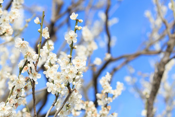 梅の花