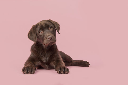 Four months old brown labrador retriever puppy lying down seen from the front  looking at the camera on a pink background