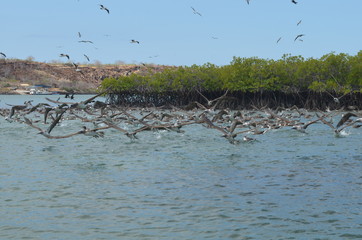 Flocks of Blue footed Booby's dive for fish in the Ithabaca Canal, off Isla Santa Cruz in the Galapagos Islands
