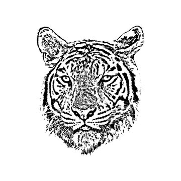 Vector of a tiger face on white background. Wild Animals.